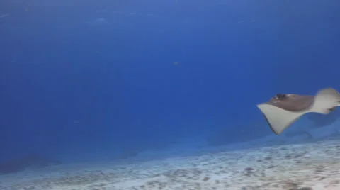 Stingray and fish Vídeo Stock 2395314