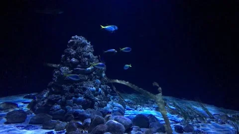 Stingray and fish swim deep under water. Calming natural background. Stock Footage 148040615