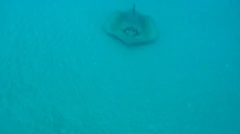 Stingray and Grouper Stock Footage 7138040