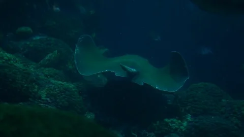 Stingray and Shark Slow Motion Stock Footage 93056864