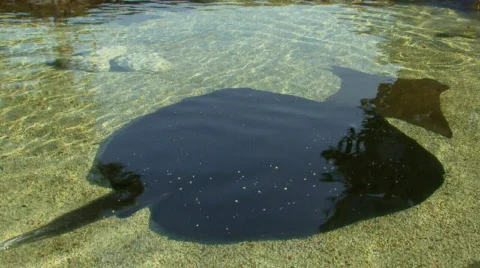 Stingray and sharks 720p  Stock Footage 698741