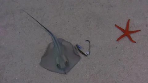 Stingray and starfish Stock Footage 44271330