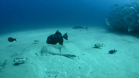 Stingray and triggerfish Stock Footage 33865624