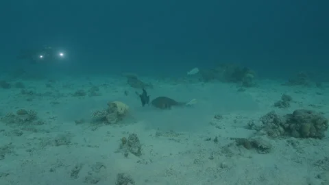 Stingray and Triggerfish Foraging in the Sand Underwater Stock Footage 336439367