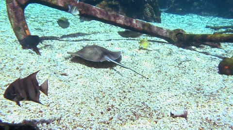 Stingray &amp; Angel Fish Video stock 37711606
