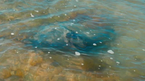 Stingray Approaching 스톡 동영상 253910008