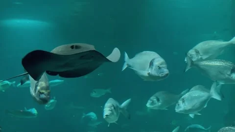 Stingray in the aquarium 1 Stock Footage 345278512