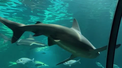 Stingray in the aquarium 2 Stock Footage 345278644