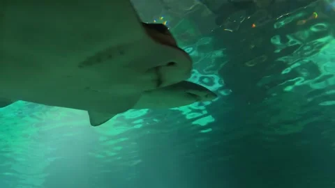 Stingray in the aquarium 3 Stock Footage 345278542
