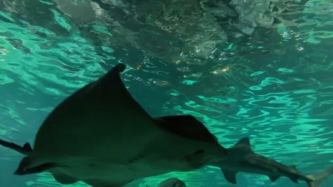Stingray in the aquarium 4 Stock Footage 345278550