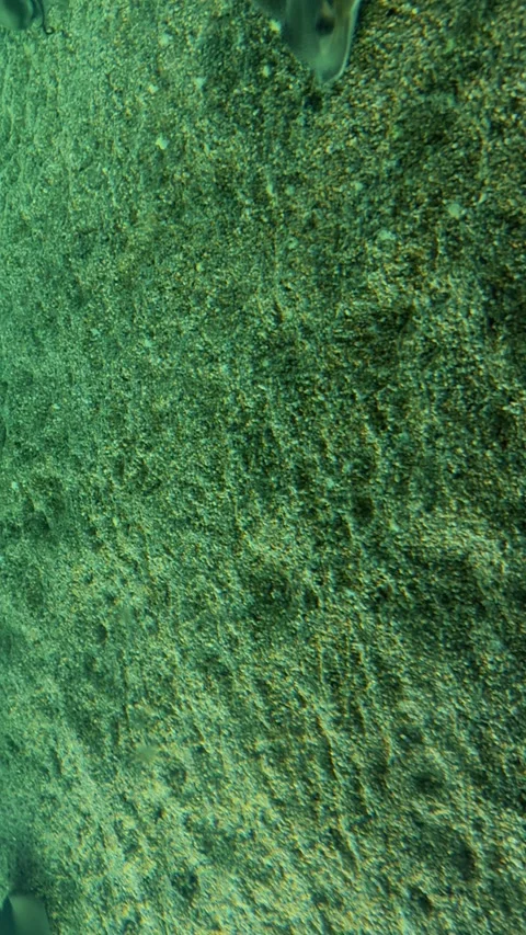 Stingray in the aquarium 5 Stock Footage 345278651
