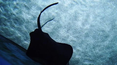 The stingray at the Aquarium in Budapest Stock Footage 239365459