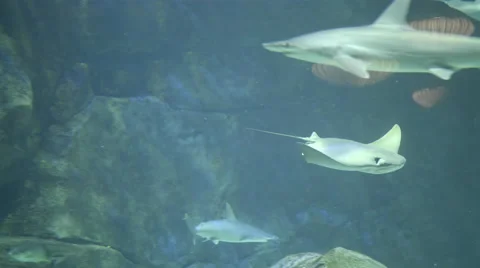 Stingray. Aquarium, Fish Tank, Sea. 4K UHD. 스톡 동영상 58929341
