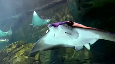 Stingray in aquarium Stock Footage 230457905