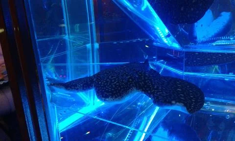 Stingray in the aquarium Stock Photos