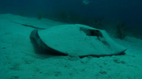 STINGRAY - BAHAMAS 動画素材 5838995