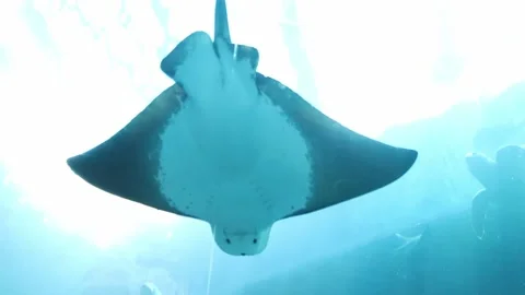 Stingray belly 2 Stock Footage 152623349