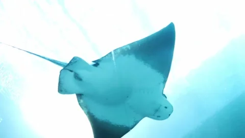 Stingray belly Video stock 152623310