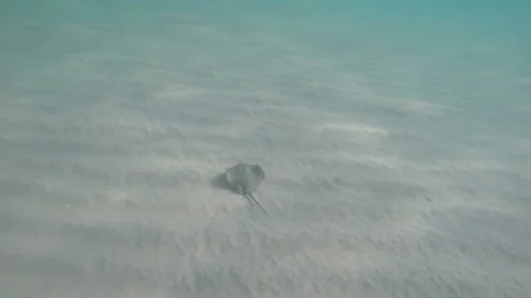 Stingray of Black sea Stock Footage 104754892