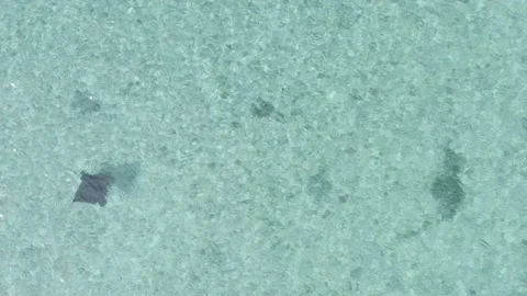 Stingray in blue water 2 Stock Footage 201386215