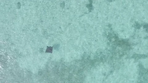 Stingray in blue water Stock Footage 201384980