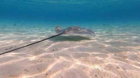Stingray on borabora beach in tahiti 스톡 동영상 256307403