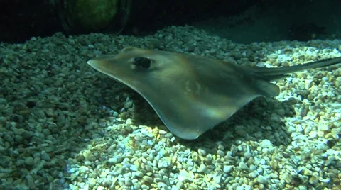 Stingray at Bottom, then Vertical Video stock 35874784