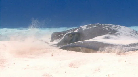 Stingray close front sf Stock Footage 721849