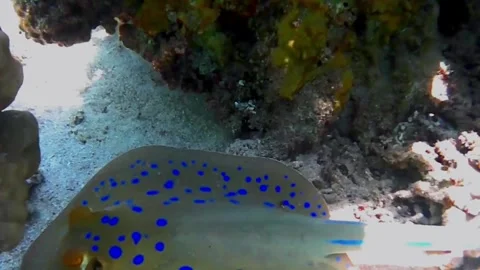 Stingray Close-Up with Venomous Tail Spine in Shallow Water, Las Cabanas, Red Se Stock Footage 340750659