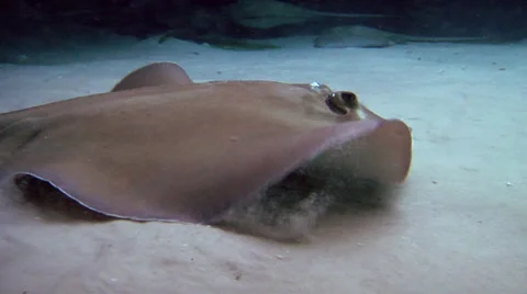 Stingray Closeup Video stock 37711206