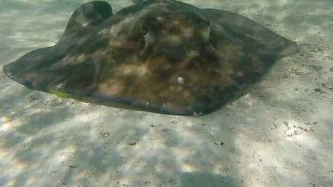 Stingray Comes Up To Camera Stock Footage 91233876
