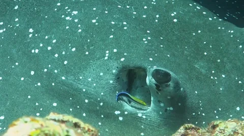 Stingray on a coral reef Stock Footage 51590458