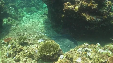 Stingray on a coral reef Stock Footage 51590459