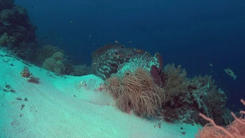 Stingray on a coral reef Stock Footage 78448242