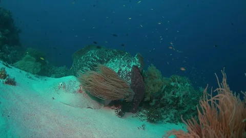 Stingray on a coral reef Stock Footage 78461505