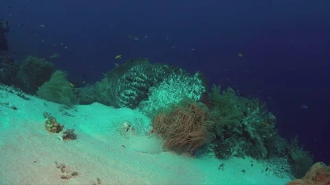 Stingray on a coral reef Stock Footage 80342376