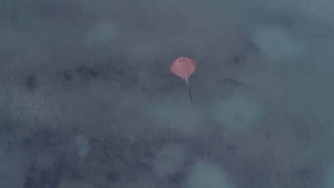 Stingray cruising the shallows Stock Footage 145985687