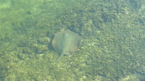 Stingray in dade canal Stock Footage 196174494