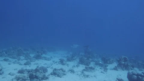 Stingray in the deep blue sea Stock Footage 128939669