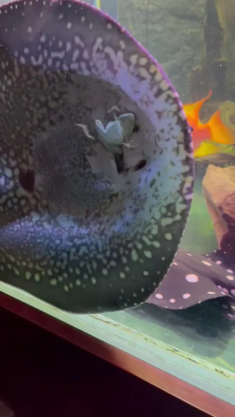 Stingray Devours Live Dinner, Malaysia - 30 May 2024 Stock Footage 277461577