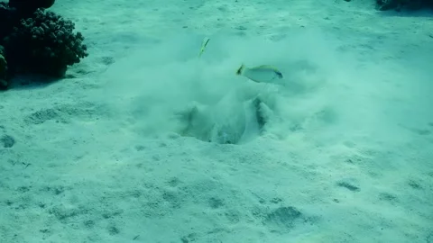 Stingray digs hole in sandy seabed looking for foods, slow motion Stock Footage 243445582