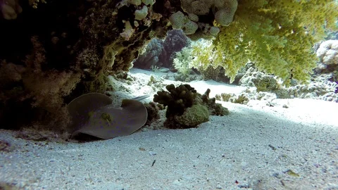 Stingray, Diving. Tropical fish and coral reef. Underwater life in the ocean. Stock Footage 126603092