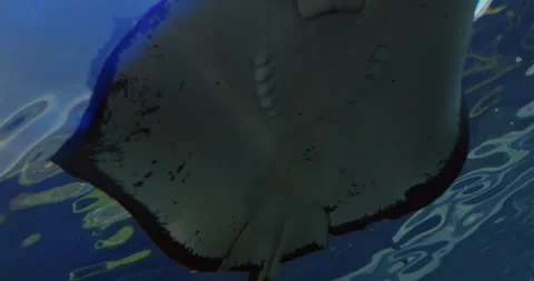 Stingray drifting over sandy seabed, stingray wings undulating through blue Stock Footage 314466007