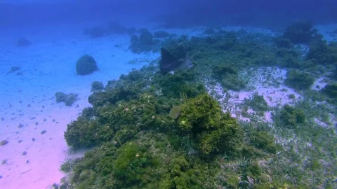 Stingray EAGLE RAY IN JAMAICA SCUBA FISH AQUILA DI MARE Stock Footage 80806815