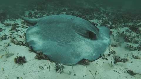 Stingray eating crab Stock Footage 117452607