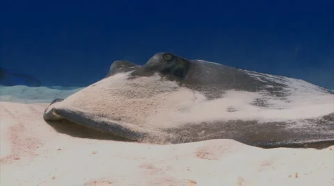 Stingray eating from sand Stock Footage 1103112
