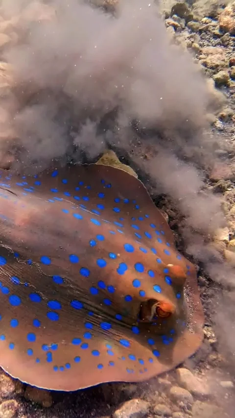 Stingray eats. small, blue-spotted stingray lifts dust tubers from the seabed Stock Footage 315090375