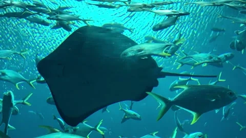 Stingray, exotic fish in the dolphinarium Stock Footage 136120247