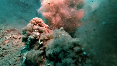 Stingray Eye Close-Up and Violent Escape Vidéo 338365257