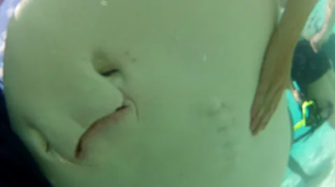 Stingray face Stock Footage 34279346